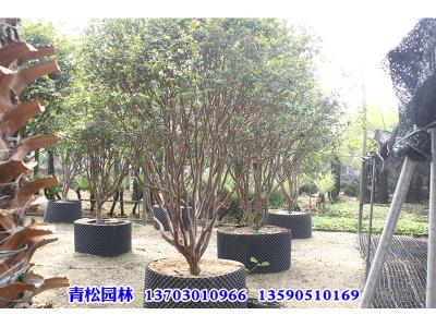 嘉宝果